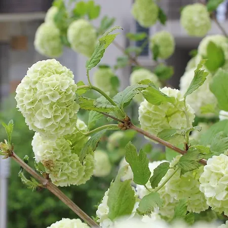 The Chill House In Sunny דירה *