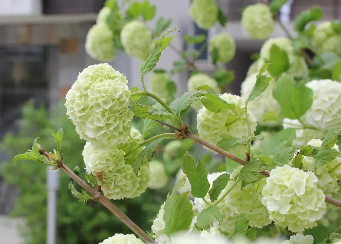 The Chill House In Sunny Apartmán *